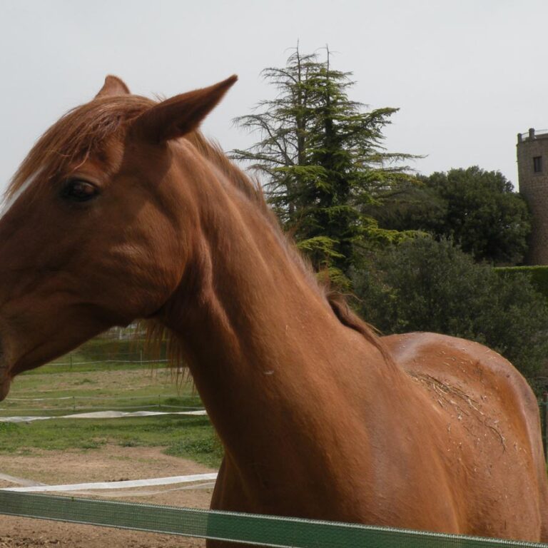 UEPrats-StaEulaliaPardines-10