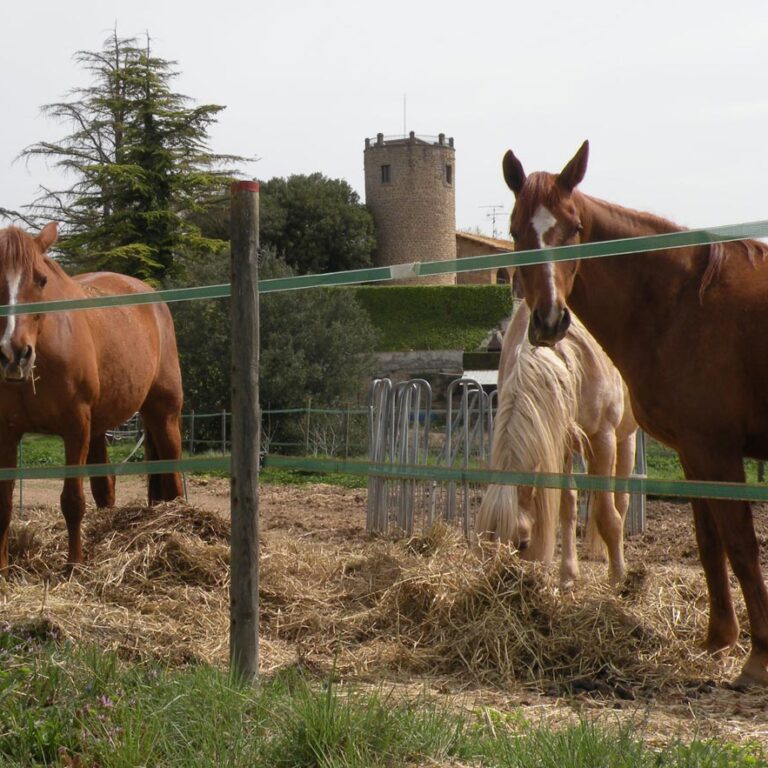 UEPrats-StaEulaliaPardines-9