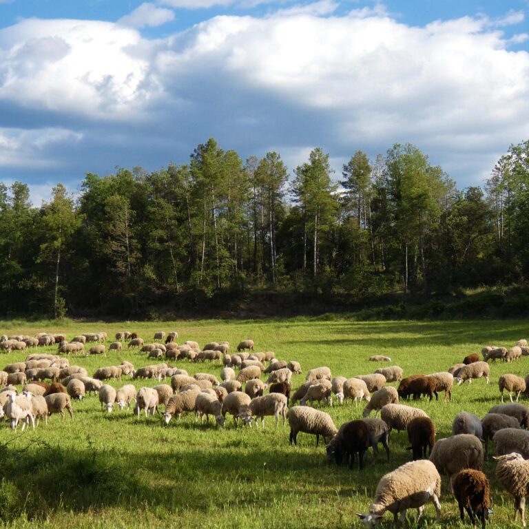 UEPrats-PR-Ruta-tines-3