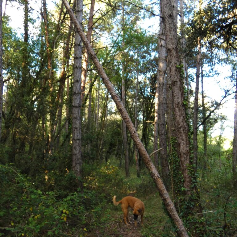 UEPrats-PR-Ruta-tines-7