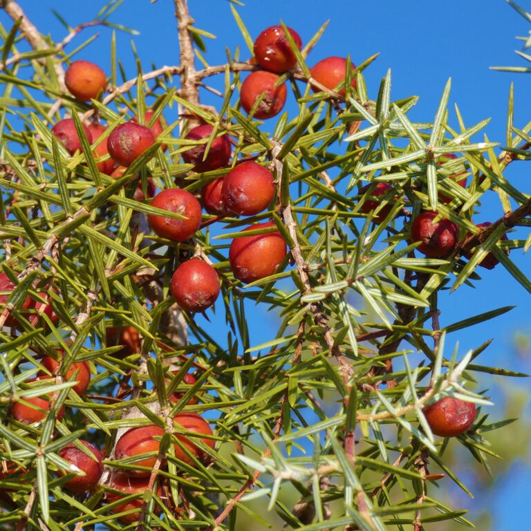 UEPrats-PR-Serra-Seca-7