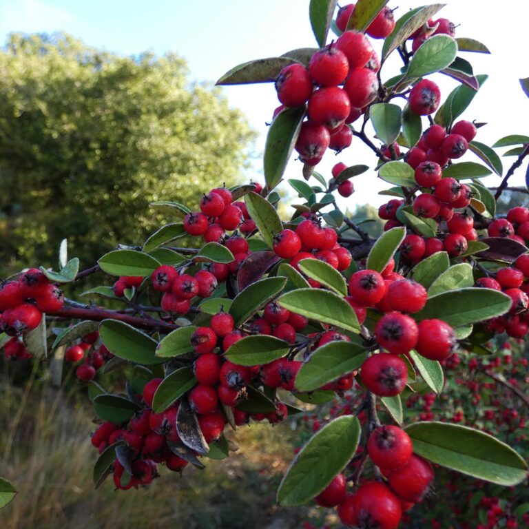 UEPrats-PR-Serra-Seca-8