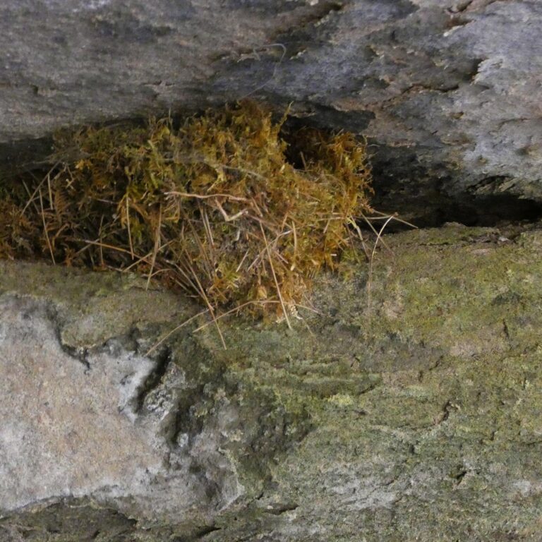 UEPrats-Ruta-Coma-Forn-4