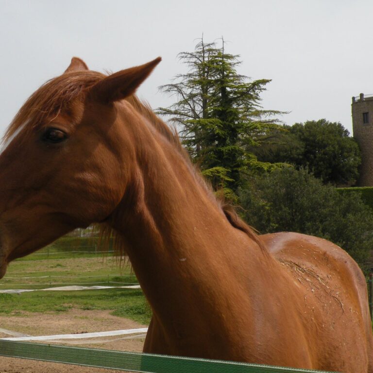 UEPrats-Ruta-Pardines-Pessebre-10