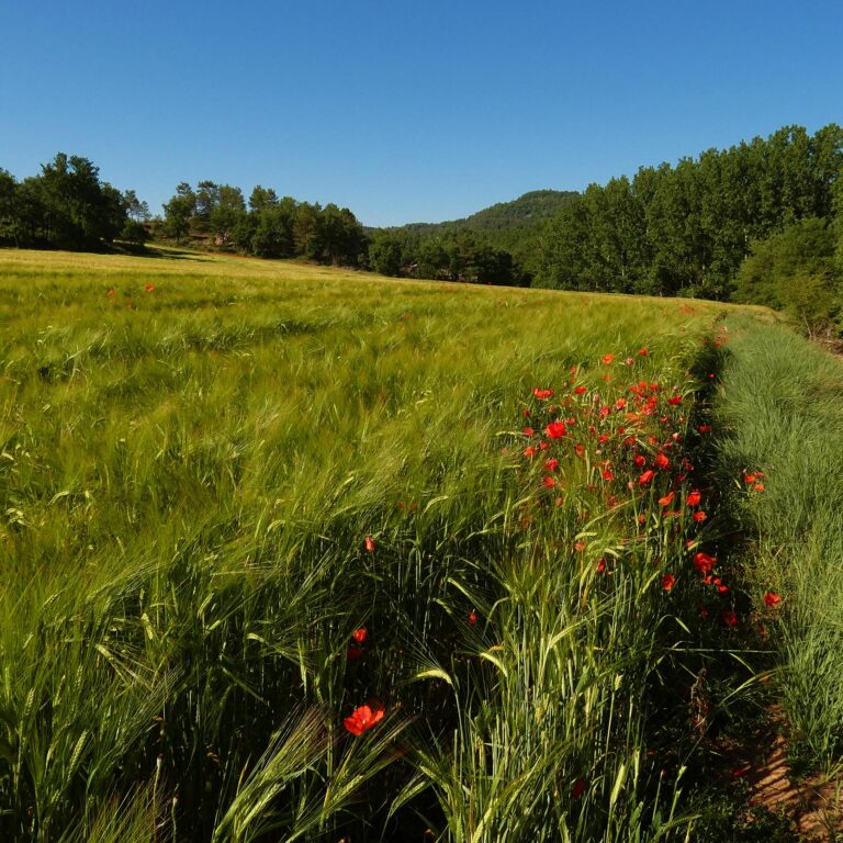 UEPrats-Ruta-StaCreu-Riera-17